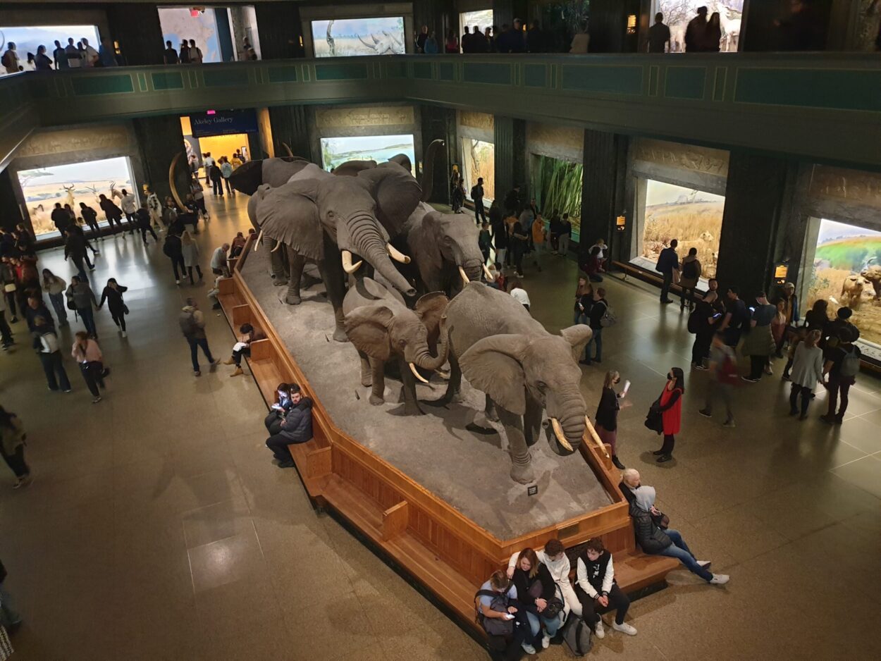 Salle des mammifères - les éléphants au Musée d'histoire Naturel à New-York