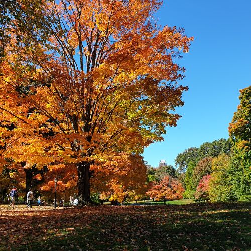 Quand partir à New-Yorl : saisons, temps, monde